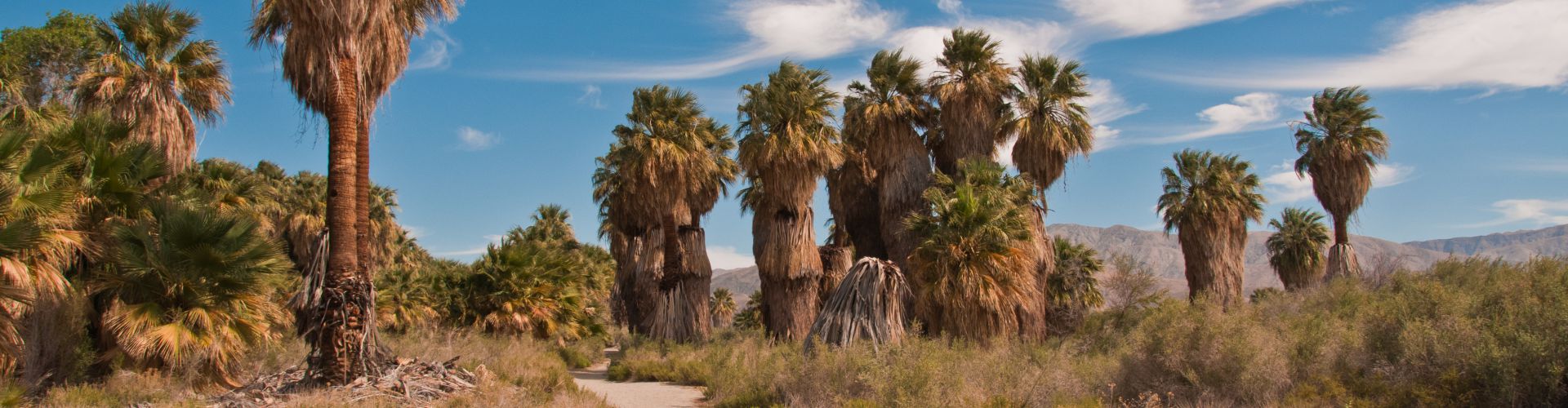 Coachella Valley Preserve - Natural Attraction - Palm Springs - Reviews ...