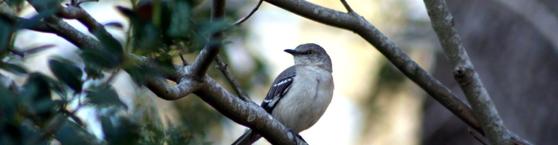 Tel Aviv Bird Watching Center - Natural Attraction - Tel Aviv - Reviews ...